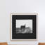 Blank Horse Print by Annie Spratt-1538562310