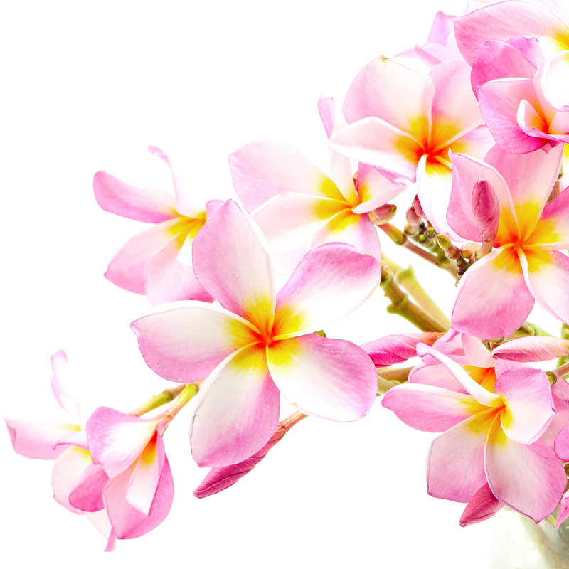 Linnea rose plumeria de Panuriangjan, H 12 po x l 12 po