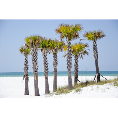 Coastal Palms II - Photograph