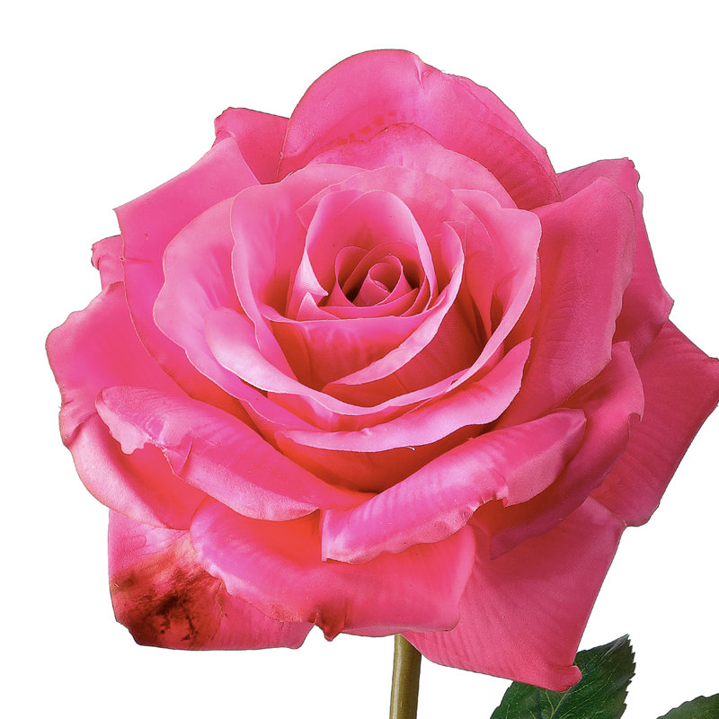 27"Just Cut Open Garden Rose, Fuchsia