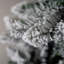 FROSTED ANDERS FIR - Artificial Christmas Tree-242944600