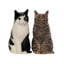 Salt And Pepper - Cat - Barney And Clementine