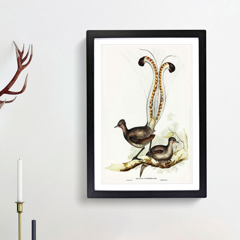 Lyrebird by Elizabeth Gould - Picture Frame Painting Print, 36cm H x 27cm W x 2cm D, Black Framed