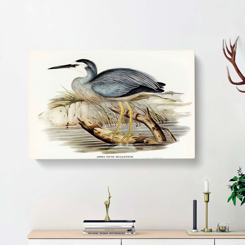 White Fronted Herons by Elizabeth Gould - Wrapped Canvas, 40cm H x 60cm W x 3cm D