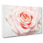Pale Pink Rose - Wrapped Canvas Print-56629663