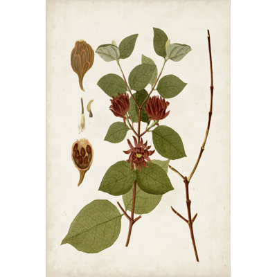 Antique Leaves II - Print on Canvas