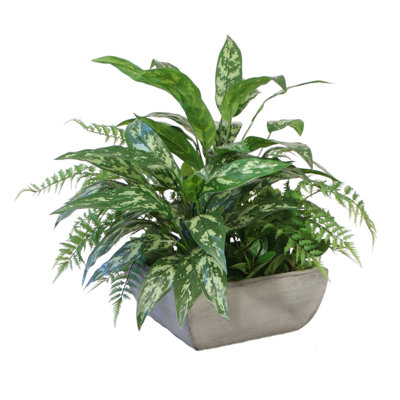 Silver Queen Mixed with Forest Fern in Concrete Square Planter