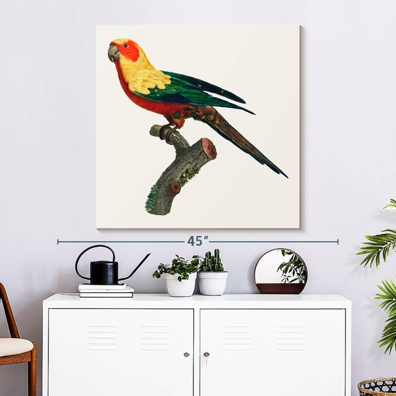 Brampt Sun Conure, 33" H x 33" W