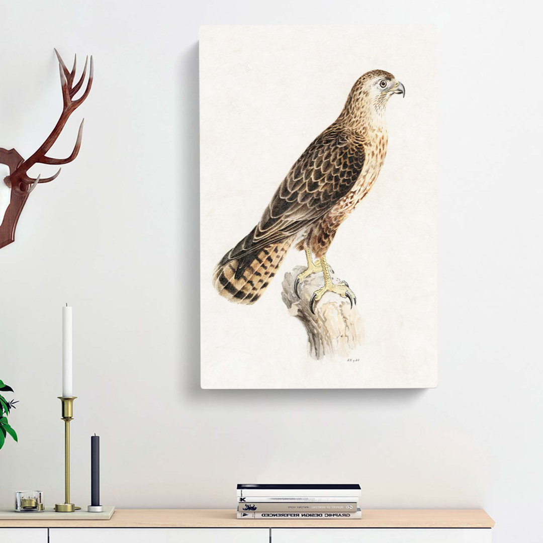 Common Buzzard by Von Wright - Wrapped Canvas