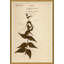 Herbarium 4 Giclee Print by Soicher Marin Archives