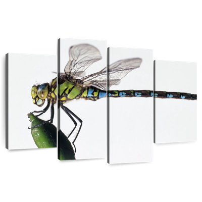 Libellule Darner