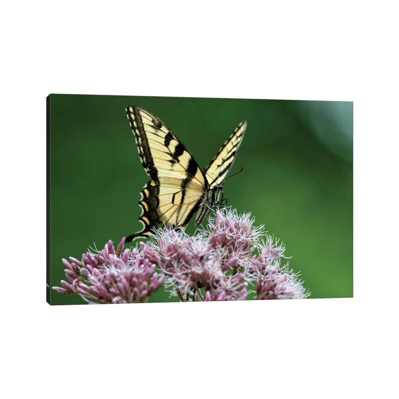 Clear To Launch by David Gardiner - Wrapped Canvas Gallery-Wrapped Canvas Giclée, 8"H x 12"W