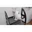 Arbre à chat 47 po Bunnell Jungle Gym