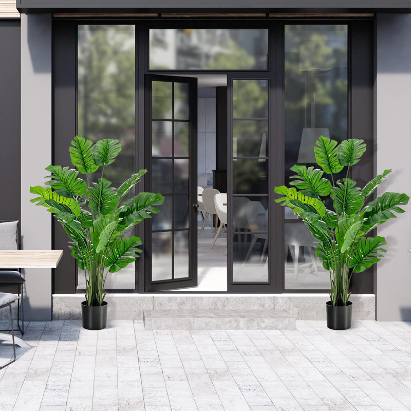 152cm Plant