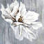 Fleur sur bois - fleurs blanches encadrées
