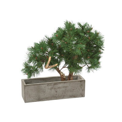 Pine Bonsai in Concrete Planter Box