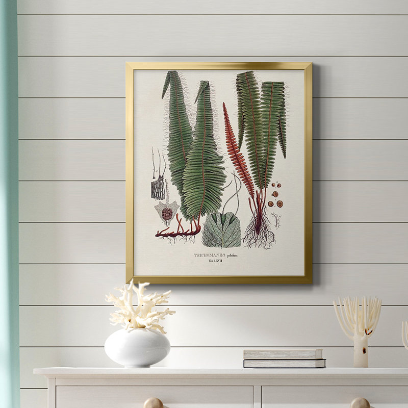 Toile encadrée de qualité supérieure Botanical Society Ferns IV - prête à être accrochée, Cadre doré à coins fermés