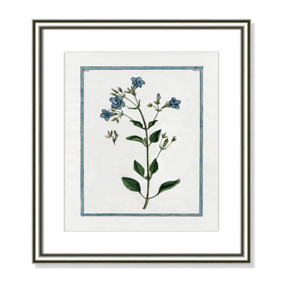 Colombe "Shabby Elegance Botanical II" Print