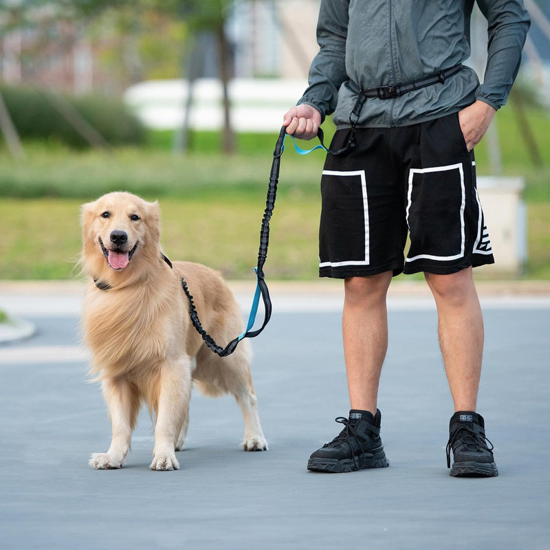 Ensemble de laisse d'extérieur pour chien avec sac de rangement pour la taille, laisse rétractable mains libres pour chien