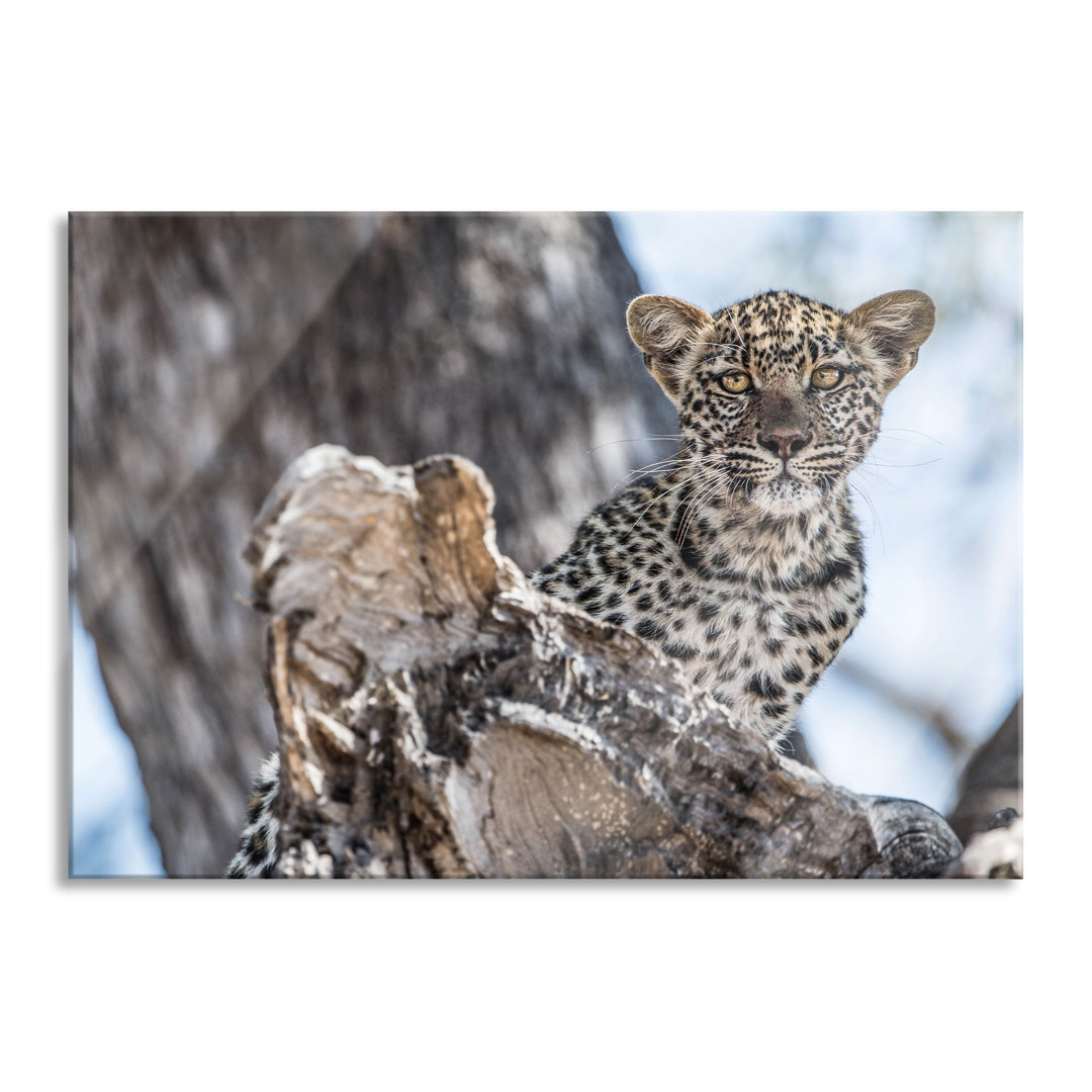 Glasbild Leopardjunges auf Baum