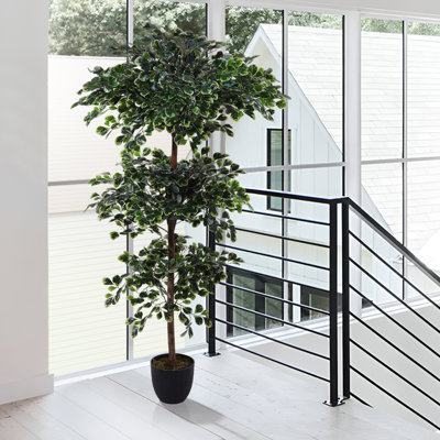 185cm Plant