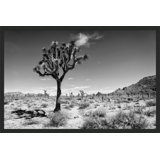Joshua Tree 1 Print by Christopher Kennedy