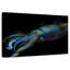 Bigfin Reef Squid-173617036