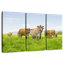 Brampt Farm Cattle