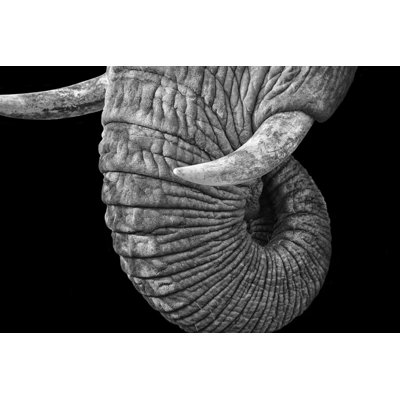 African Elephant by Tunart - Wrapped Canvas Print