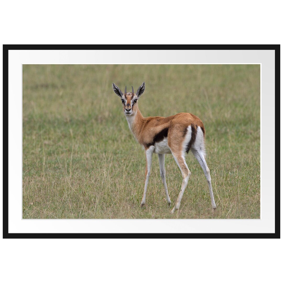 Gerahmtes Poster Prächtige Gazelle auf Wiese