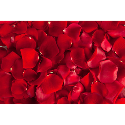 " Red Rose Petals " by Prescott09