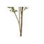 7FT Whispy Olive Tree in Grower Pot
