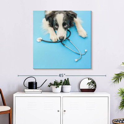 Brampt Dog Doctor