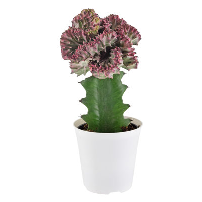 Arcadia Garden Products Live Cactus Plant