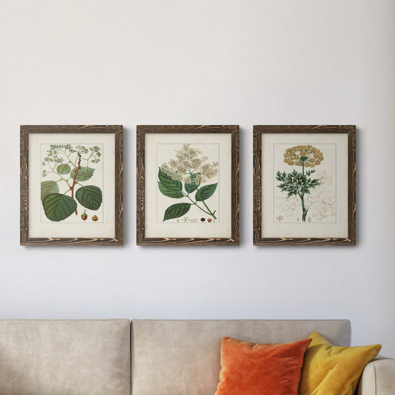 Antique Turpin Botanical IV - Ensemble de 3 reproductions d'art sur toile, H 24 po x l 36 po x P 1,5 po, Noyer