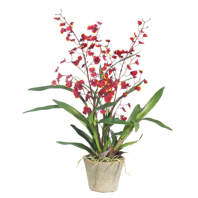 Orchid Arrangement in Pot, Red