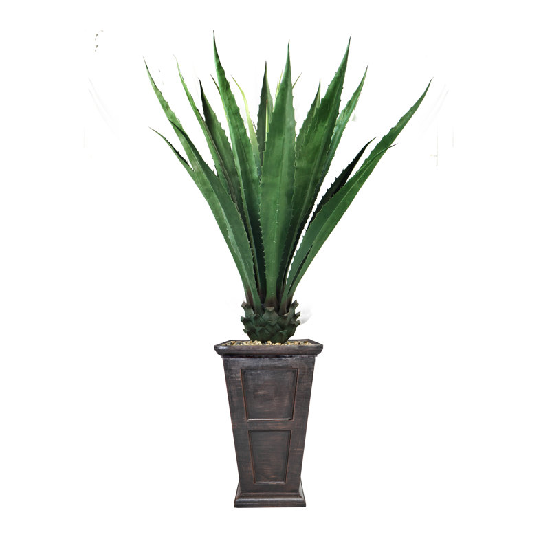 Agave d'intérieur / d'extérieur en pot 70 po Panama