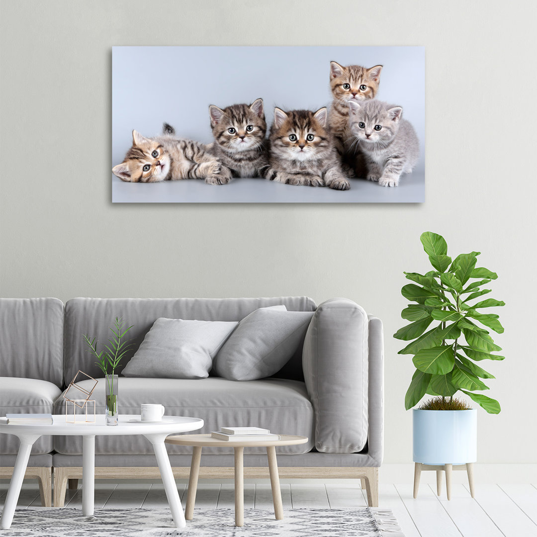 Five Cats - Ungerahmte Kunstdrucke auf Leinwand