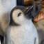 Statue de bébé pingouin