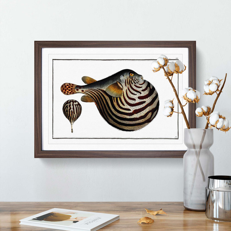 Striped Pufferfish by M.E. Bloch - Framed Print, 36cm H x 48cm W x 2cm D, Walnut Framed