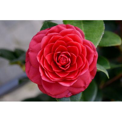 Red Camellia Flower by Elescordo - Wrapped Canvas Print