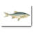 " Small Antique Fish IV "-1603757572