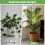 Lot de 4 treillis pour plantes grimpantes d'intérieur, treillis métallique extensible et robuste pour plantes en pot d'extérieur, fleurs, vigne, lierre, 43 cm (H)-7767332