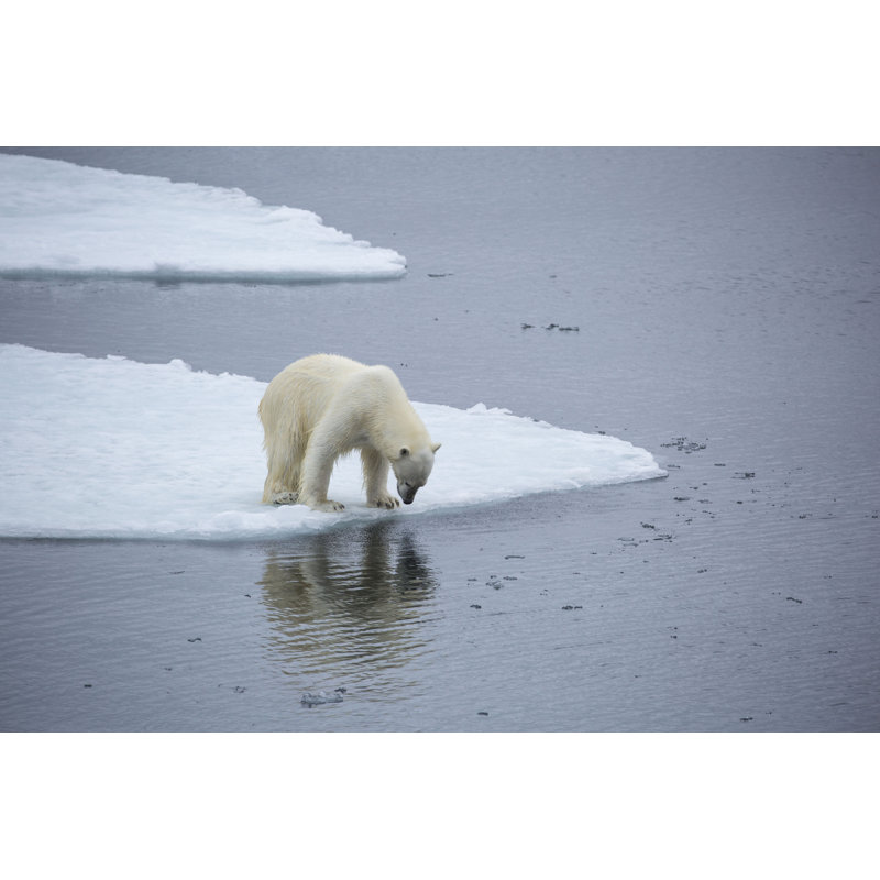 Looking At Reflection by Markphariss - Wrapped Canvas Print, 20cm H x 30cm W