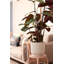Pot Planter-69444363-69444374