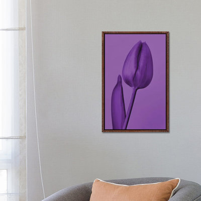 One Tulip In Purple by Beli - Print on Canvas