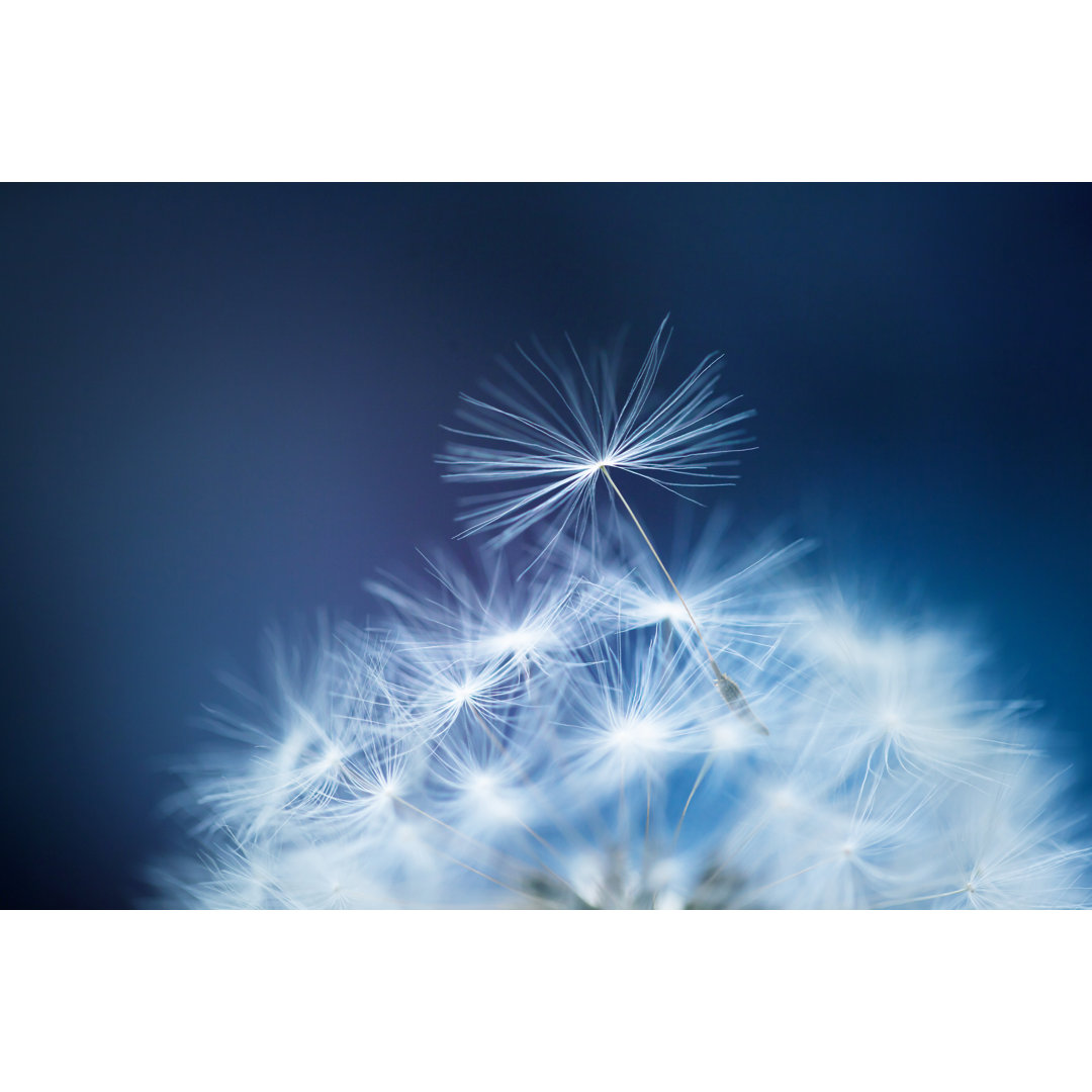 Schöne Blume in Makro von Anna-utkina - Kunstdrucke auf Leinwand ohne Rahmen