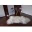 Tapis blanc / ivoire Becquets