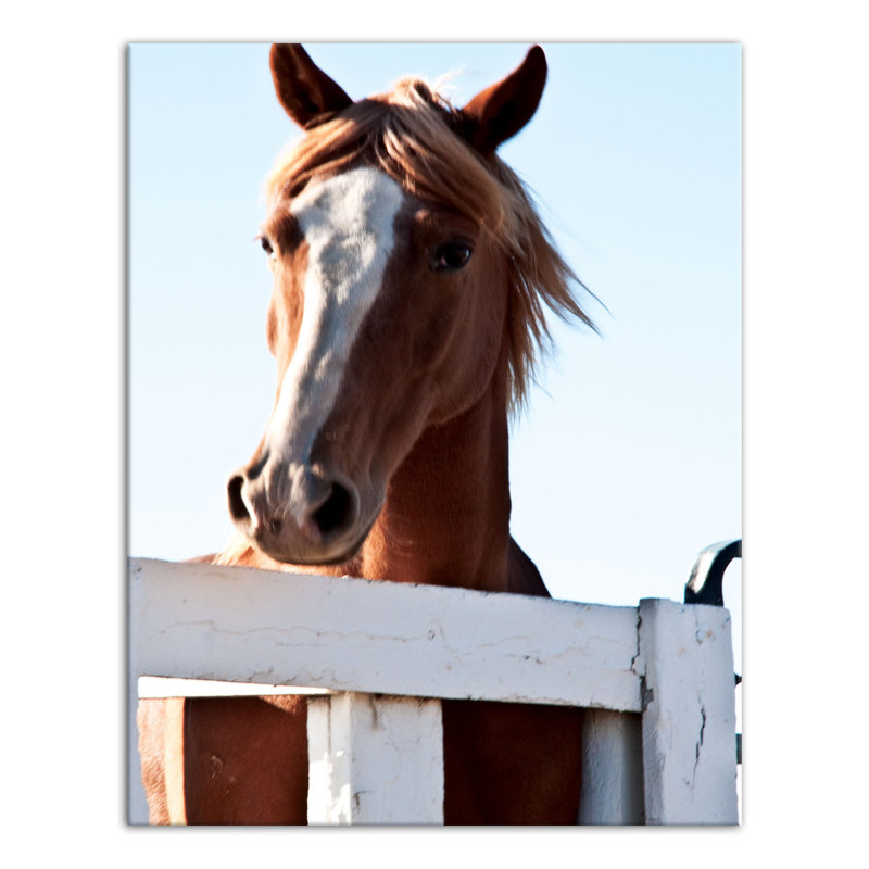 Curious Horse sur toile, H 14 po x l 11 po x P 1,25 po
