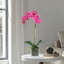 Orchid Arrangement In Square Glass Vase-460345641